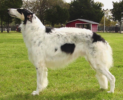 Top Versatility Borzoi 2005